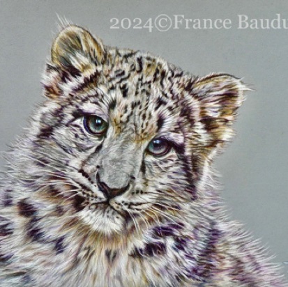 Snow Leopard cub2 - 21.5 hours
Blue Pastelmat
9.5" x 13"
Ref: My own photo